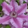 Clematis Ooh La La™ Evipo041 1 Clematis Ooh La La™ Evipo041 -Garden Plants CLEM T77128 A h