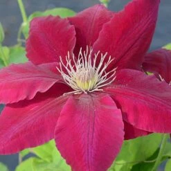 Clematis Rebecca™ Evipo016 -Garden Plants CLEM T77132 A h