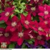 Clematis Rebecca™ Evipo016