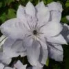 Clematis Reflections™ Evipo035 -Garden Plants CLEM T77133 A h