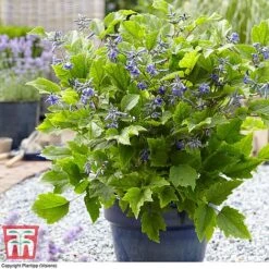 Clematis 'New Love' -Garden Plants CLEM TJ55647 B1