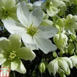 Clematis X Cartmanii 'Avalanche' -Garden Plants CLEM TKA0821 A