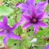 Clematis 'Guiding Promise'™ Evipo053 -Garden Plants CLEM TKA0825 A