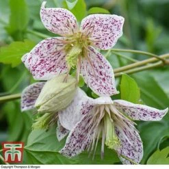 Winter Flowering Clematis Trio 9 Winter Flowering Clematis Trio -Garden Plants CLEM WKB4690 D