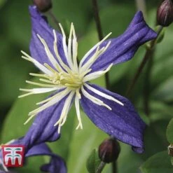 Clematis X Aromatica -Garden Plants CLEM p01975 B1