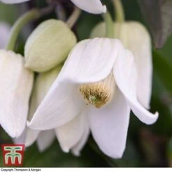 Clematis Urophylla 'Winter Beauty' -Garden Plants CLEM p88973 D