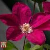 Clematis 'John Howells' -Garden Plants CLEM t59159 A