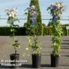 Clematis 'Blue Light' -Garden Plants CLEM BLUELIGHT S45214
