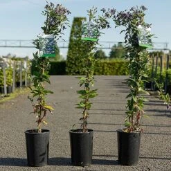 Clematis 'Fascination' -Garden Plants CLEM FASCINATI S45215 NOW