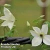 Clematis 'Forever Friends' -Garden Plants CLEM FOREVERFR W44942
