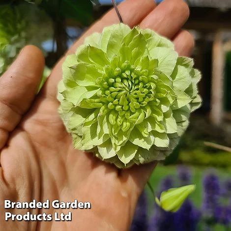 Clematis Florida 'Manju' 5 Clematis Florida 'Manju' - Image 3