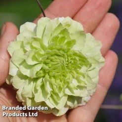 Clematis Florida 'Manju' 10 Clematis Florida 'Manju' -Garden Plants CLEM MANJU S50983