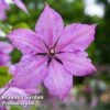 Clematis 'Margaret Hunt' -Garden Plants CLEM MARGARETH W44892