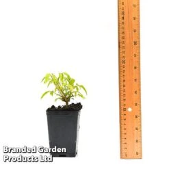 Clematis Napaulensis 13 Clematis Napaulensis -Garden Plants CLEM NAPAUL7CM T44183