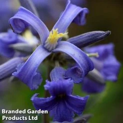 Clematis All Season Collection -Garden Plants CLEM NEWLOVE S23273