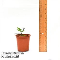 Clematis Florida 'Sieboldii' -Garden Plants CLEM SIEBOL9CM T44180