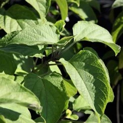 Clerodendrum Trichotomum -Garden Plants CLER T73834 A h