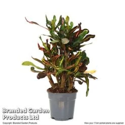 Codiaeum Variegatum 'Mammi' -Garden Plants CODI MAMMI17CM T50494