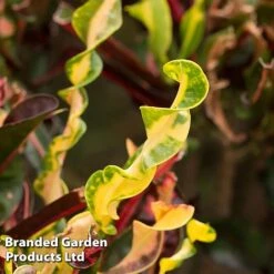 Codiaeum Variegatum 'Mammi' -Garden Plants CODI MAMMI KF1283 A