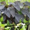 Colocasia Esculenta 'Black Magic' -Garden Plants COLO T78128 A h