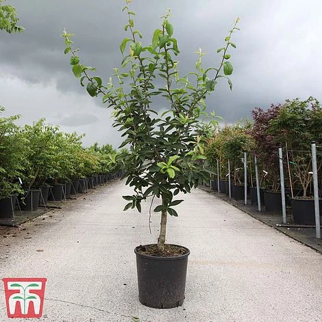 Common Medlar 4 Common Medlar - Image 2