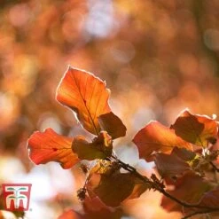Copper Beech (Hedging) -Garden Plants COPP t70276 B