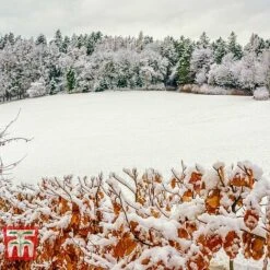 Copper Beech (Hedging) -Garden Plants COPP t70276 C