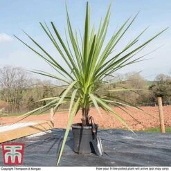 Cordyline Australis -Garden Plants CORD KB3924 L