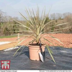 Cordyline Australis 'Torbay Dazzler' -Garden Plants CORD KB3926 L