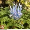 Corydalis Flexuosa 'Purple Leaf' -Garden Plants CORD T58346 A