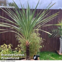 Cordyline Australis Verde Atlantic Green -Garden Plants CORD AUSTRALIS A