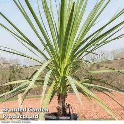 Cordyline Australis Verde Atlantic Green -Garden Plants CORD AUSTRALIS B