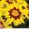 Coreopsis 'Sunkiss' -Garden Plants CORE T72100 A h