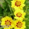Coreopsis 'Baby Gold'
