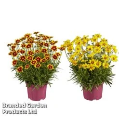 Coreopsis 'Solar Collection' -Garden Plants CORE SOLARSERI S39582