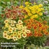 Coreopsis 'Solar Collection' -Garden Plants CORE SOLARSERI S39583