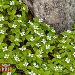 Cornus Canadensis -Garden Plants CORN T57945 B1