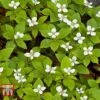 Cornus Canadensis -Garden Plants CORN T57945 C