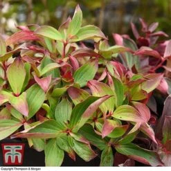 Cornus Canadensis -Garden Plants CORN T57945 D