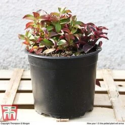 Cornus Canadensis -Garden Plants CORN T57945 e1