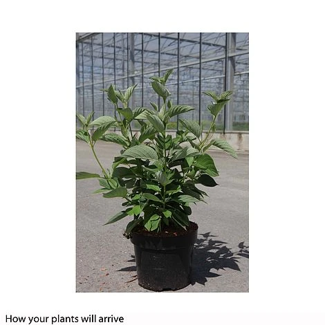 Cornus Sericea 'Firedance First Editon' 4 Cornus Sericea 'Firedance First Editon' - Image 2