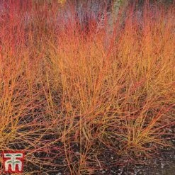 Cornus Winter Stems Collection -Garden Plants CORN TKA7201 C