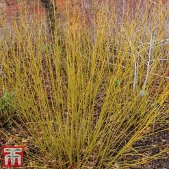 Cornus Winter Stems Collection -Garden Plants CORN TKA7201 D