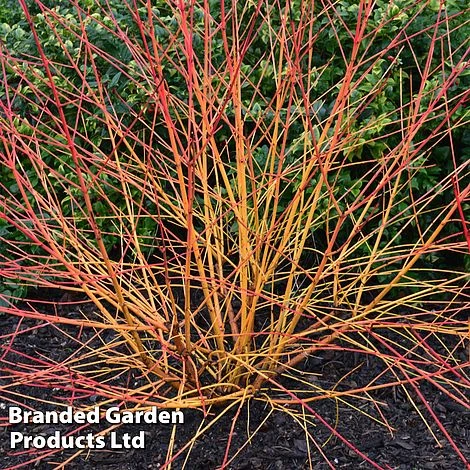 Cornus Sanguinea 'Magic Flame' 4 Cornus Sanguinea 'Magic Flame' - Image 2