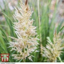 Cortaderia Selloana 'Minipampas' -Garden Plants CORT 3096 A1
