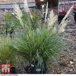 Cortaderia Selloana 'Minipampas' -Garden Plants CORT 3096 A2