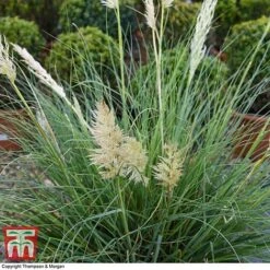 Cortaderia Selloana 'Minipampas' -Garden Plants CORT 3096 A3