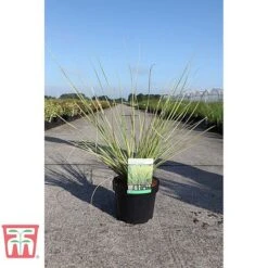 Cortaderia Selloana 'Gold Minipampas' -Garden Plants CORT TKA3092 A