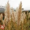 Cortaderia Selloana 'Minipampas' -Garden Plants CORT TKA3096 B