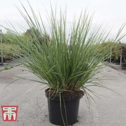 Cortaderia Selloana 'Minipampas' -Garden Plants CORT TKA3096 C